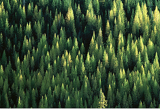 树林,靠近,金伯利,不列颠哥伦比亚省,加拿大