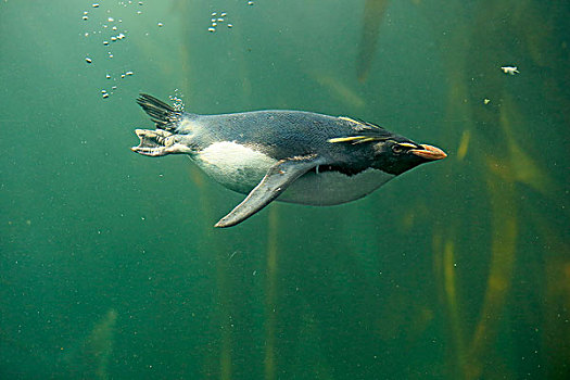 凤冠企鹅,南跳岩企鹅,成年,潜水,俘获,南非,非洲