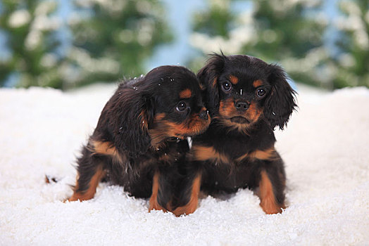 查尔斯王犬,小狗,3个月,坐,人造,雪,冬天