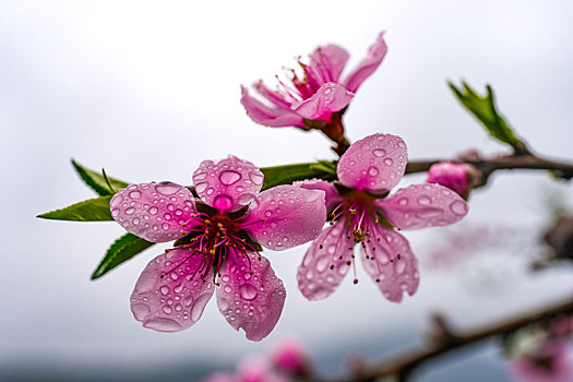 细雨中的桃花盛开烟雨迷蒙乱人眼