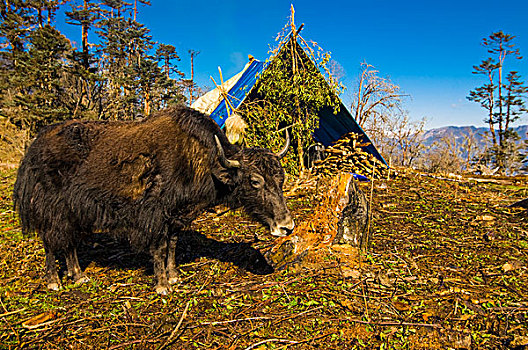 牛,正面,山景,不丹