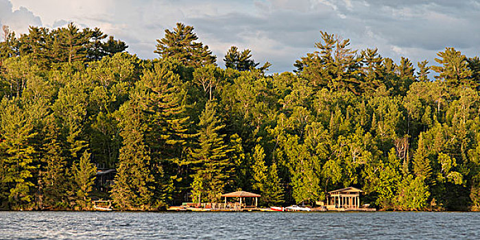 树,海岸线,湖,木头,安大略省,加拿大