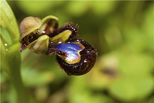 镜子,蜂兰花