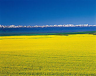 新疆草原图片