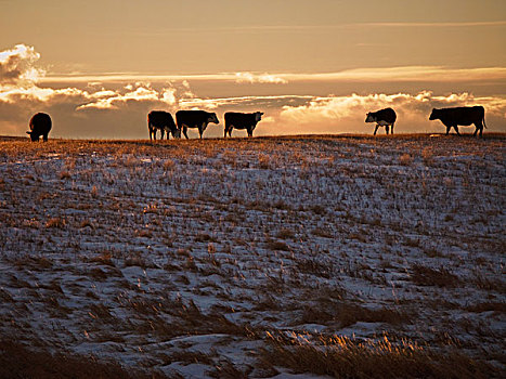 牲畜,混合,菜牛,积雪,冬天,草原,草场,日落,艾伯塔省,加拿大