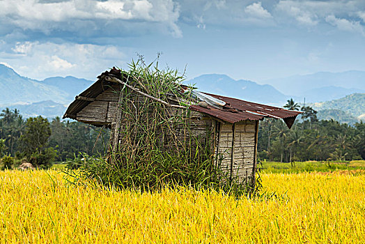印尼,乡村,田园,木屋,水稻,金黄