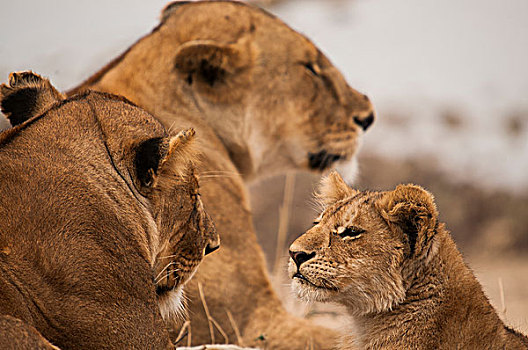 警惕,幼狮,雌狮,马赛马拉,肯尼亚