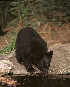 美洲黑熊,幼小,喝,安大略省,加拿大