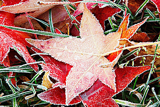 秋天,彩色,叶子,遮盖,霜