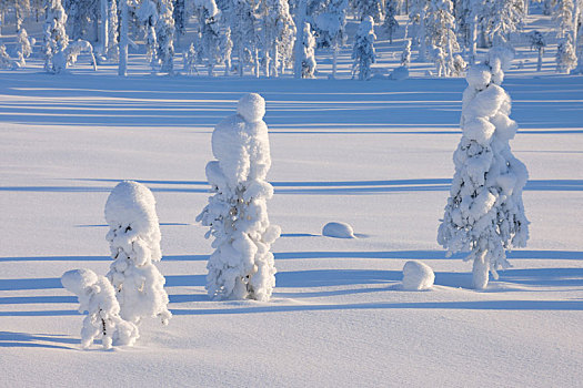 积雪,风景,冬天,库萨莫,芬兰