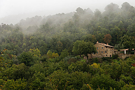 房子,树,树林,托斯卡纳,意大利
