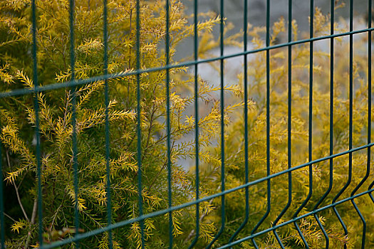 栅栏与植物