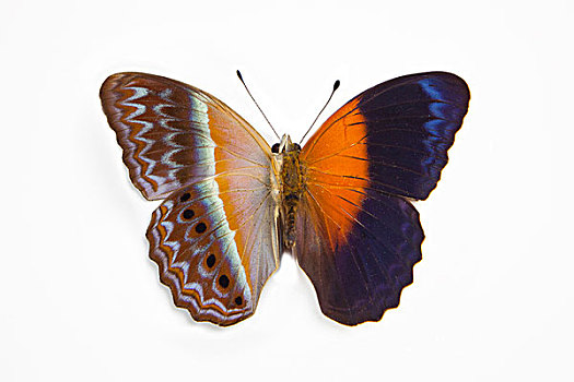 里贾纳,蝴蝶,对比,下面,翼