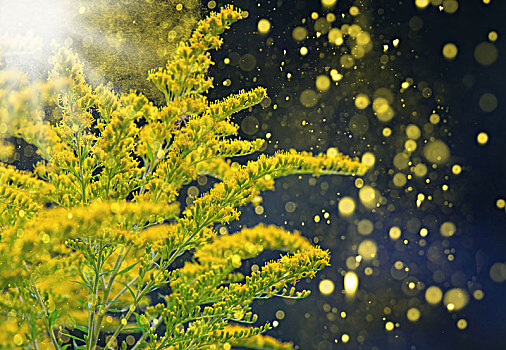 秋麒麟草属植物,花粉,正面