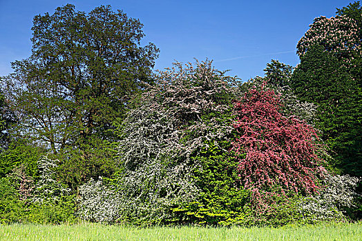 花,山楂,深红色,生物保护区,中间,萨克森安哈尔特,德国,欧洲