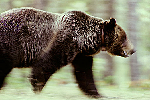 幼兽,大灰熊,移动,碧玉国家公园,艾伯塔省,加拿大