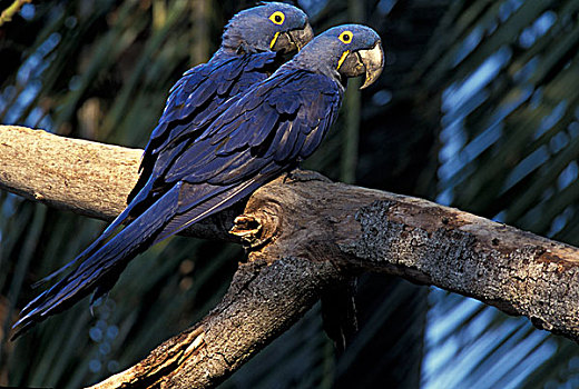 巴西,潘塔纳尔,亚马逊流域,金刚鹦鹉,风信子