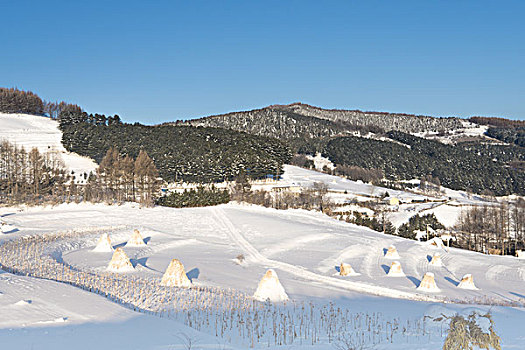 雪地,树林,村庄,雪村