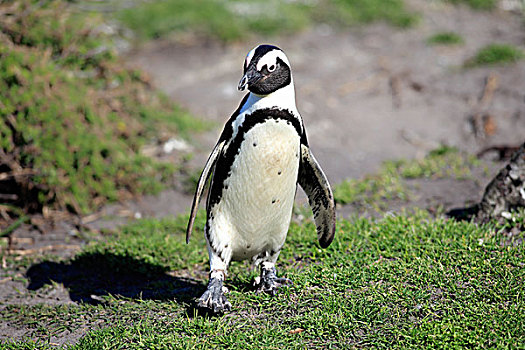 黑脚企鹅,成年,走,海滩,湾,西海角,南非
