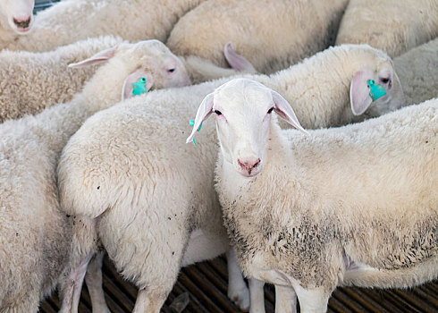 规模养羊