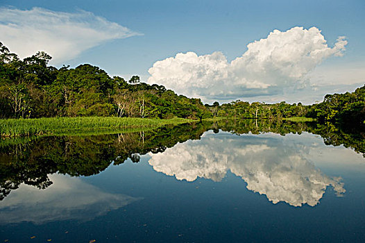 洪水,低地,树林,亚马逊河,海豚,支流,里奥内格罗,亚马逊,巴西