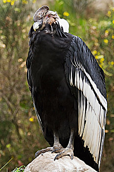 雄性,秃鹫,安地斯神鹰,因巴布拉省,厄瓜多尔