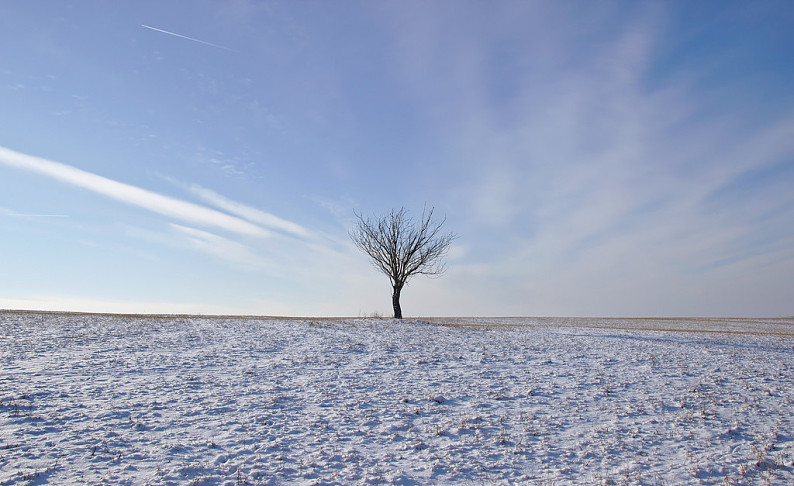 孤单,树,冬天,雪地_高清图片_全景视觉