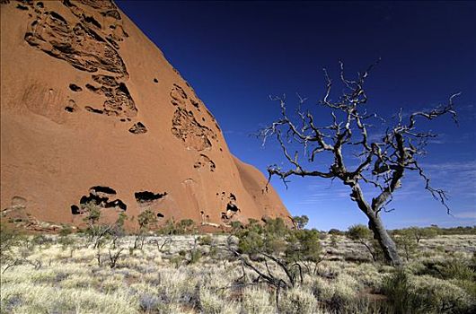 树,艾尔斯巨石,乌卢鲁巨石,领土,澳大利亚