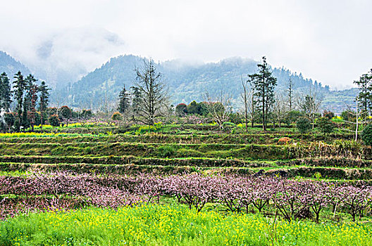 田园春色