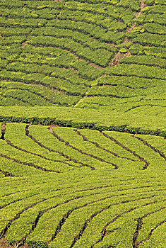 茶园,靠近,西高止山,喀拉拉,印度南部,印度,亚洲