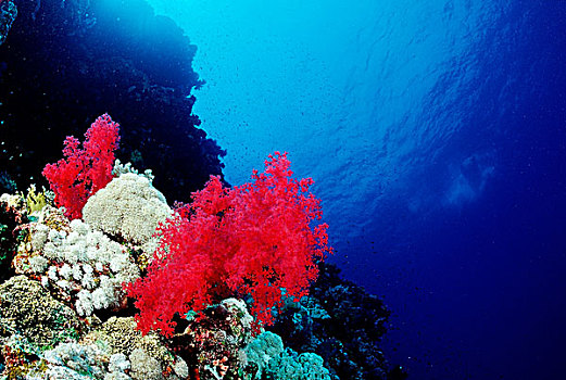 礁石,软珊瑚,西奈,红海,埃及