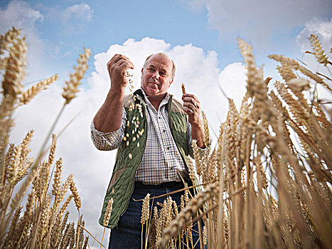 农民,检查,小麦作物,土地