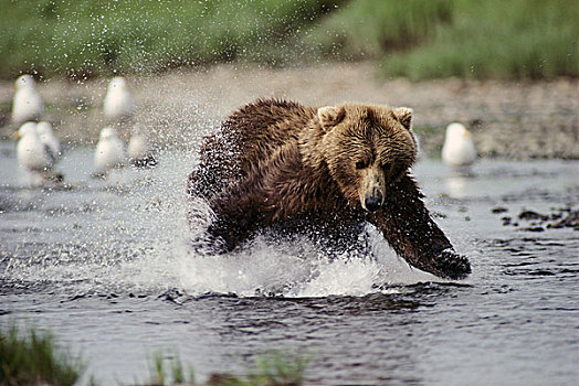 大灰熊,棕熊,尝试,抓住,三文鱼,河,阿拉斯加