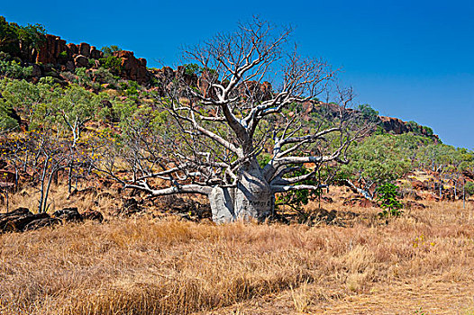 猴面包树,内陆地区,北领地州,澳大利亚,大洋洲
