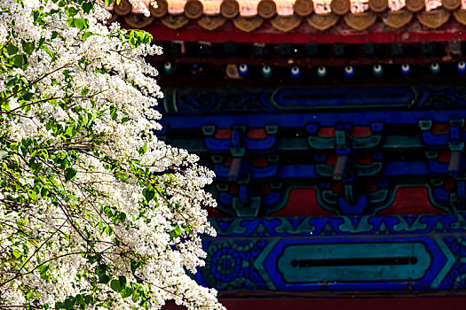 中国建筑前盛开的丁香花