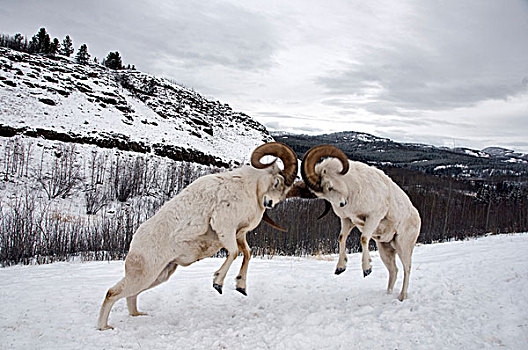 野大白羊,绵羊,两个,成年,争斗,用头撞人,雪中,育空,加拿大