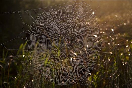 蜘蛛,蜘蛛网,黎明