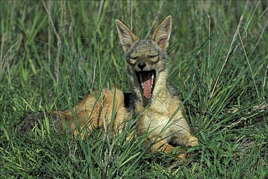 黑背狐狼,黑背豺,成年,恩戈罗恩戈罗火山口,坦桑尼亚,非洲