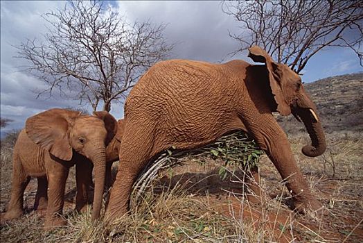 非洲象,孤儿,挠,腹部,小,树,东察沃国家公园,肯尼亚