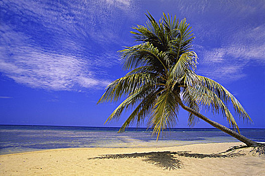 海洋,海滩,棕榈树
