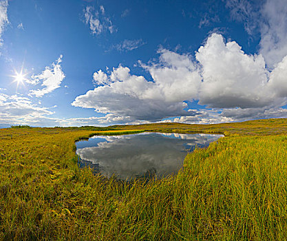 苔原,水塘,德纳里峰国家公园,阿拉斯加