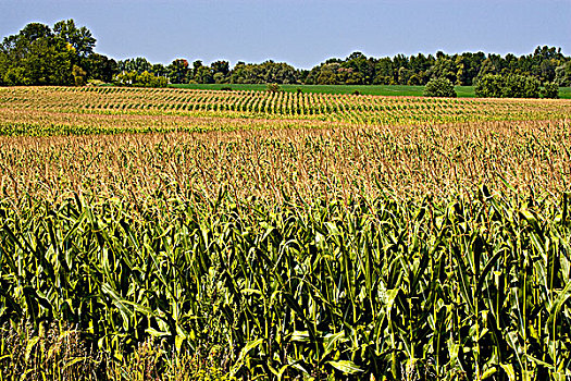 玉米田,靠近,剑桥,安大略省,加拿大