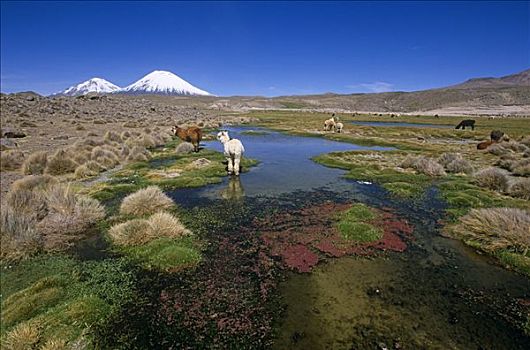 智利,高海拔,南美大草原,拉乌卡国家公园