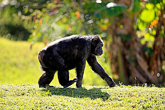 黑猩猩,鹪鹩,雌性,跑,俘获,佛罗里达,美国