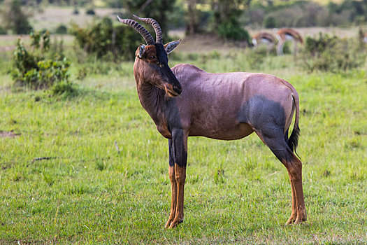 羚羊,国家级保护区,非洲,肯尼亚