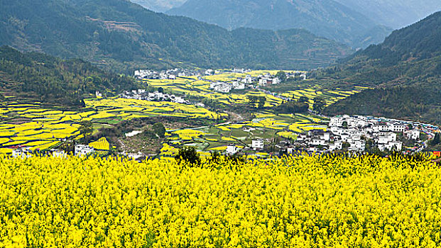 油菜花开