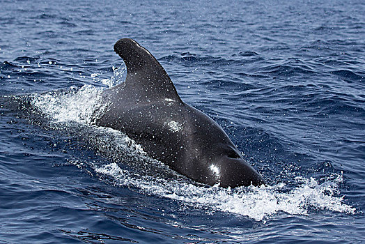 巨头鲸,平面,观鲸,特内里费岛,西班牙,欧洲