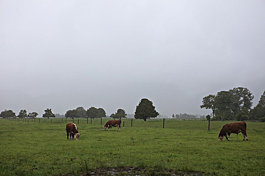 牛与草场