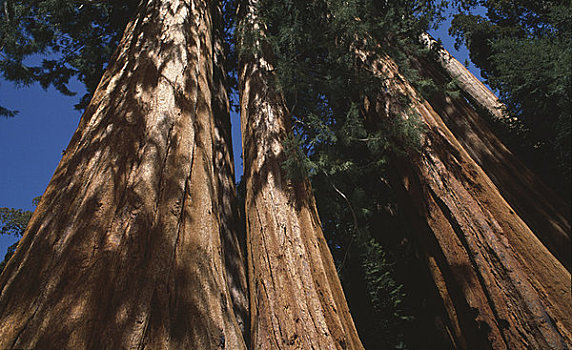 仰视,红杉,红杉国家公园,加利福尼亚,美国