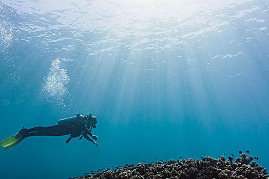 女人,深潜,水下,马尔代夫,印度洋